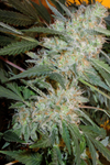 Critical Kush | Autoflower | Cannabis Seeds