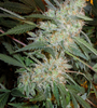 Critical Kush | Autoflower | Cannabis Seeds