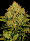 Critical Mass | Feminized | Cannabis Seeds