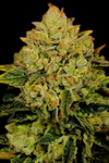 Critical Mass | Feminized | Cannabis Seeds