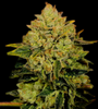 Critical Mass | Feminized | Cannabis Seeds