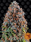 Critical Kush Feminized Cannabis Seeds | Potent Indica Hybrid