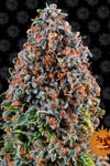 Critical Kush Feminized Cannabis Seeds | Potent Indica Hybrid