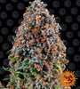 Critical Kush Feminized Cannabis Seeds | Potent Indica Hybrid