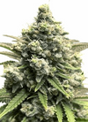 Bling 15 Seeds Mix Pack | Cannabis Seeds