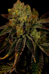 Diamond OG | Feminized | Cannabis Seeds