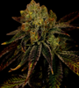 Diamond OG | Feminized | Cannabis Seeds