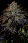 Do-Si-Dos | Feminized | Cannabis Seeds