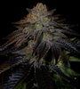 Do-Si-Dos | Feminized | Cannabis Seeds