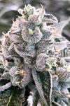 Dolato | Feminized | Cannabis Seeds