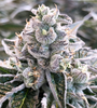 Dolato | Feminized | Cannabis Seeds