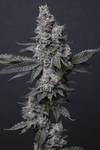 Donny Burger | Feminized | Cannabis Seeds