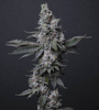 Donny Burger | Feminized | Cannabis Seeds