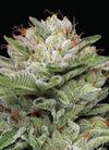 Durban Poison | Autoflower Cannabis Seeds | Fast-Growing Sativa
