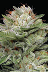 Durban Poison | Autoflower Cannabis Seeds | Fast-Growing Sativa