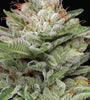 Durban Poison | Autoflower Cannabis Seeds | Fast-Growing Sativa