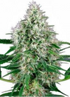 Bonza Seeds | 15 Cannabis Seeds Mix Pack