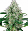 Bonza Seeds | 15 Cannabis Seeds Mix Pack