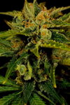 Fire OG | Feminized | Cannabis Seeds