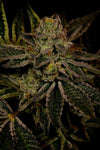 Fruity Pebbles OG | Feminized | Cannabis Seeds