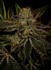 Fruity Pebbles OG | Feminized | Cannabis Seeds
