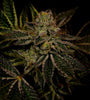 Fruity Pebbles OG | Feminized | Cannabis Seeds