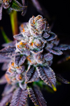 Frosted Gelato | Feminized | Cannabis Seeds