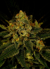 Fruit Punch | Feminized | Cannabis Seeds