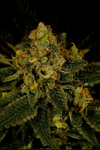 Fruit Punch | Feminized | Cannabis Seeds