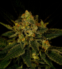 Fruit Punch | Feminized | Cannabis Seeds