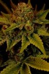 G13 | Feminized | Cannabis Seeds