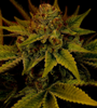 G13 | Feminized | Cannabis Seeds