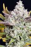 GG4 - Gorilla Glue | Feminized | Cannabis Seeds