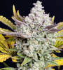 GG4 - Gorilla Glue | Feminized | Cannabis Seeds