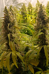 Garlic Breath | Feminized | Cannabis Seeds