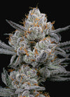 Gary Payton S1 | Feminized | Cannabis Seeds