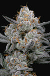 Gary Payton S1 | Feminized | Cannabis Seeds