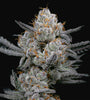 Gary Payton S1 | Feminized | Cannabis Seeds