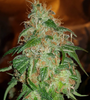 Gelato 45 | Feminized | Cannabis Seeds