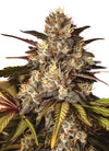 Girl Scout Cookies Extreme x Do-Si-Dos | Feminized | Cannabis Seeds