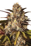 Girl Scout Cookies Extreme x Do-Si-Dos | Feminized | Cannabis Seeds