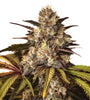 Girl Scout Cookies Extreme x Do-Si-Dos | Feminized | Cannabis Seeds