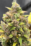 Girl Scout Cookies Extreme | Autoflower | Cannabis Seeds