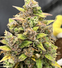 Girl Scout Cookies Extreme | Autoflower | Cannabis Seeds