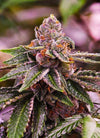 The Crown Grove Genetics Pack | Premium Cannabis Seed Collection