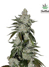 Primal Kings Pack | Premium Feminized Cannabis Seeds | Powerful Hybrid Mix