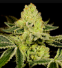 God Bud | Autoflower | Cannabis Seeds