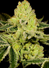 God Bud |  Feminized | Cannabis Seeds