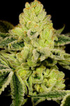 God Bud |  Feminized | Cannabis Seeds