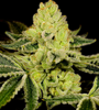 God Bud |  Feminized | Cannabis Seeds